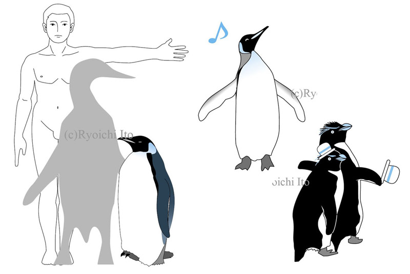いとう良一著　やっぱりペンギンは飛んでいる!!　技術評論社　ペンギン解説本　かつて存在した史上最大のペンギン「ジャイアントペンギン」の比較図。　楽しいペンギンのカット　《デジタル》イラスト