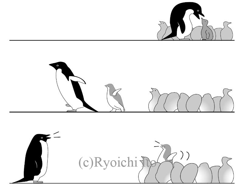 いとう良一著　やっぱりペンギンは飛んでいる!!　技術評論社　ペンギン解説本　ペンギンの雛だけの生育集団（クレイシ）におけるペンギンの給餌方法三段階。《デジタル》