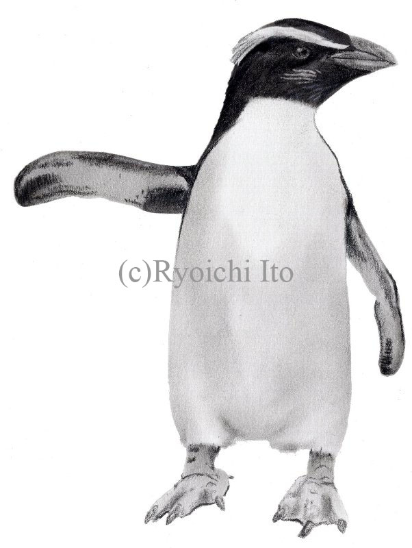 イラスト　色鉛筆　『やっぱりペンギンは飛んでいる!!』　フィヨルドランドペンギン