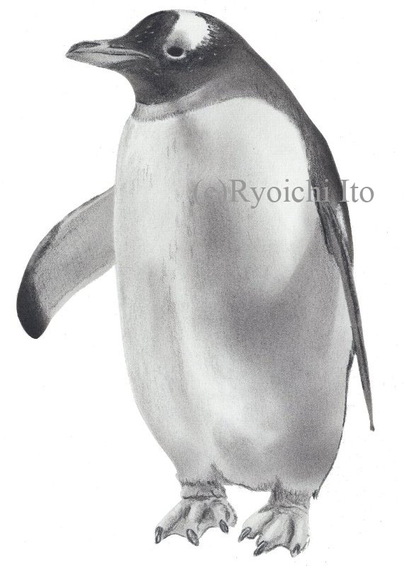 イラスト　色鉛筆　『やっぱりペンギンは飛んでいる!!』　ジェンツーペンギン