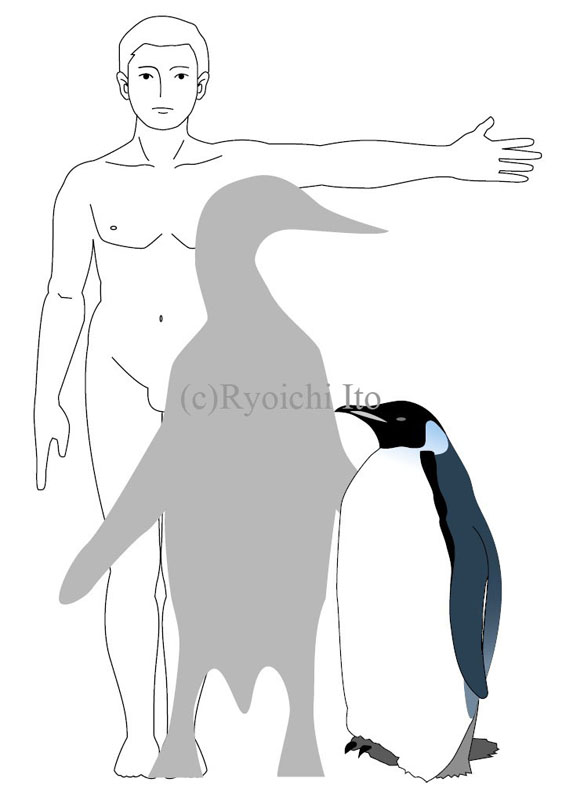 イラスト　『やっぱりペンギンは飛んでいる!!』　ジャイアントペンギン身長比較