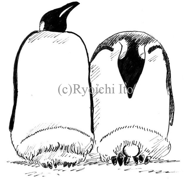 イラスト　ペン　『やっぱりペンギンは飛んでいる!!』　抱卵するエンペラーペンギン