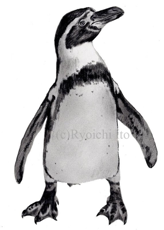 イラスト　色鉛筆　『やっぱりペンギンは飛んでいる!!』　フンボルトペンギン