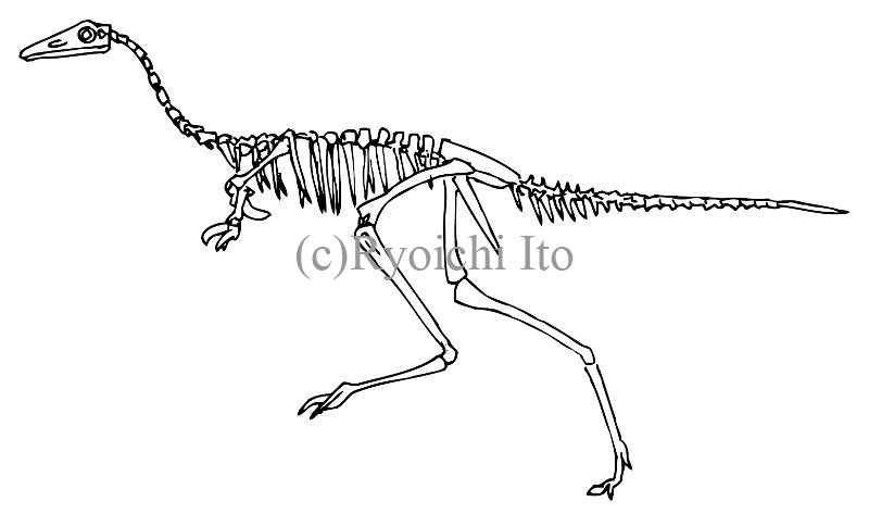 イラスト　ペン　『やっぱりペンギンは飛んでいる!!』　恐竜モノニクスの骨格
