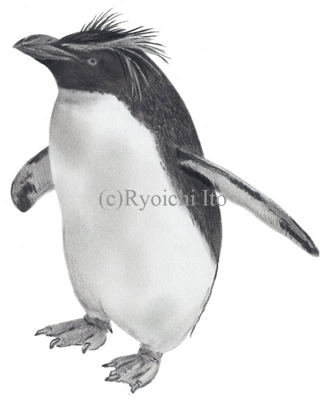 イラスト　色鉛筆　『やっぱりペンギンは飛んでいる!!』　イワトビペンギン