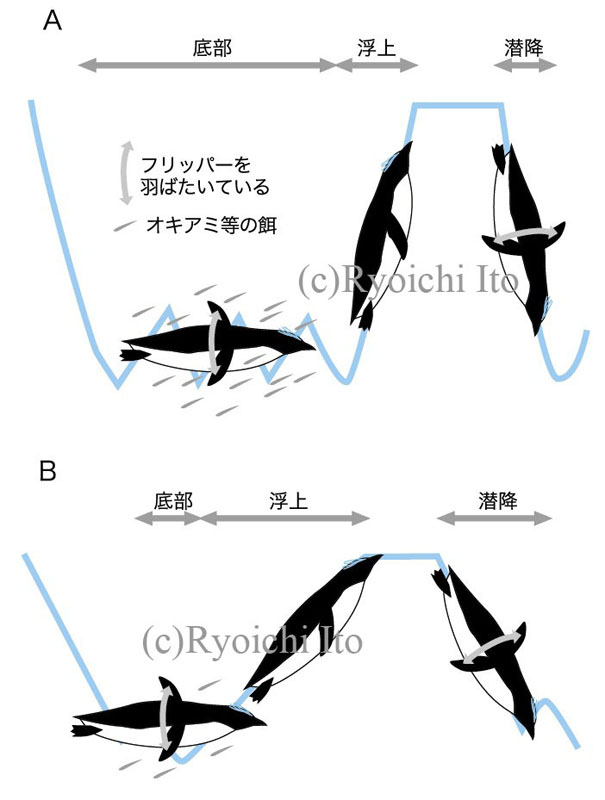 イラスト　『やっぱりペンギンは飛んでいる!!』　ペンギンの潜水パターン