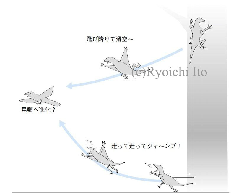 イラスト　『やっぱりペンギンは飛んでいる!!』　爬虫類から鳥類への進化