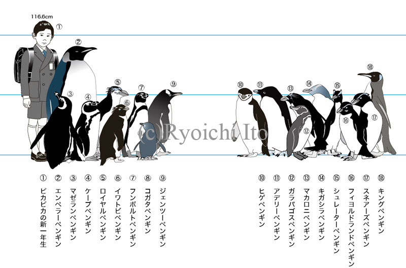 いとう良一著　やっぱりペンギンは飛んでいる!!　技術評論社　ペンギン解説本　ペンギンの大きさ比較図《デジタル》　イラスト