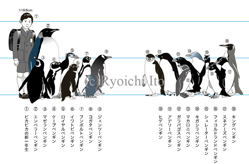 イラスト　『やっぱりペンギンは飛んでいる!!』　体長比較図