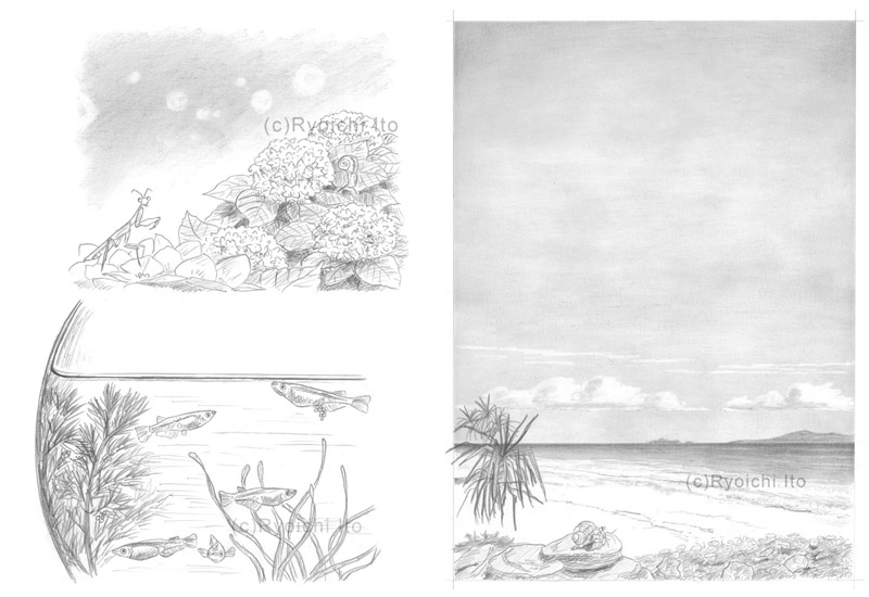 鉛筆画　イラスト　いとう良一　あじさいとカマキリ／メダカ・南の海の夏