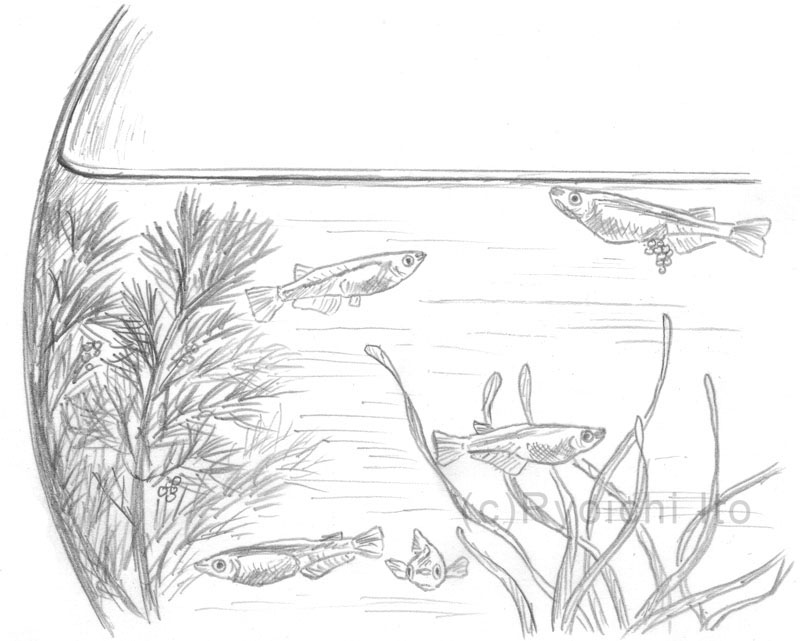 月刊新世　5月号　メダカ　鉛筆画　イラスト