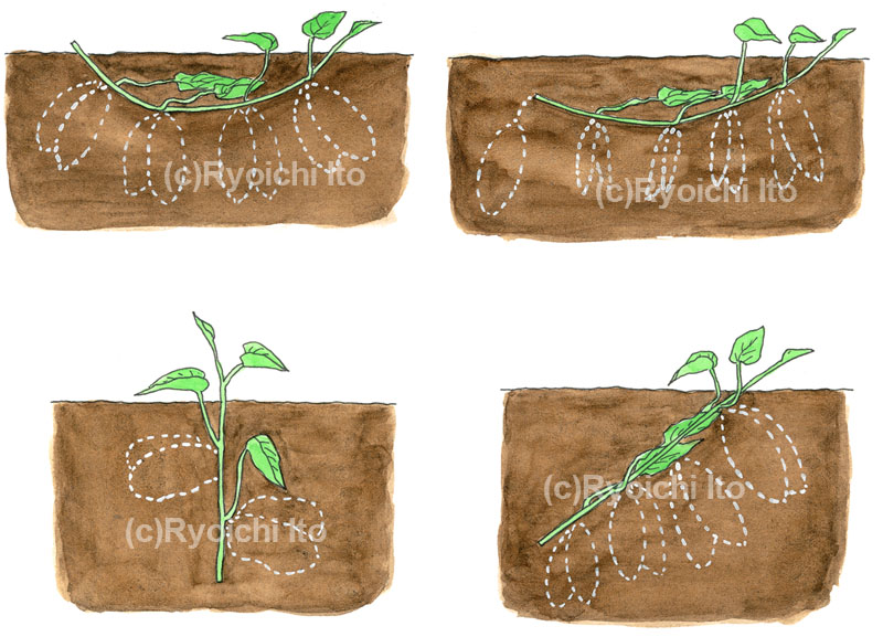 学研　野菜だより　サツマイモ　イラスト　透明水彩 | 下北沢イラスト制作所　手描きのイラスト　いとう良一