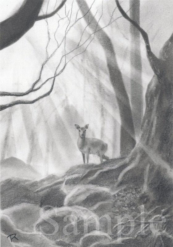 イラスト　鉛筆　「山と渓谷」挿画 「屋久島のヤクシカ」