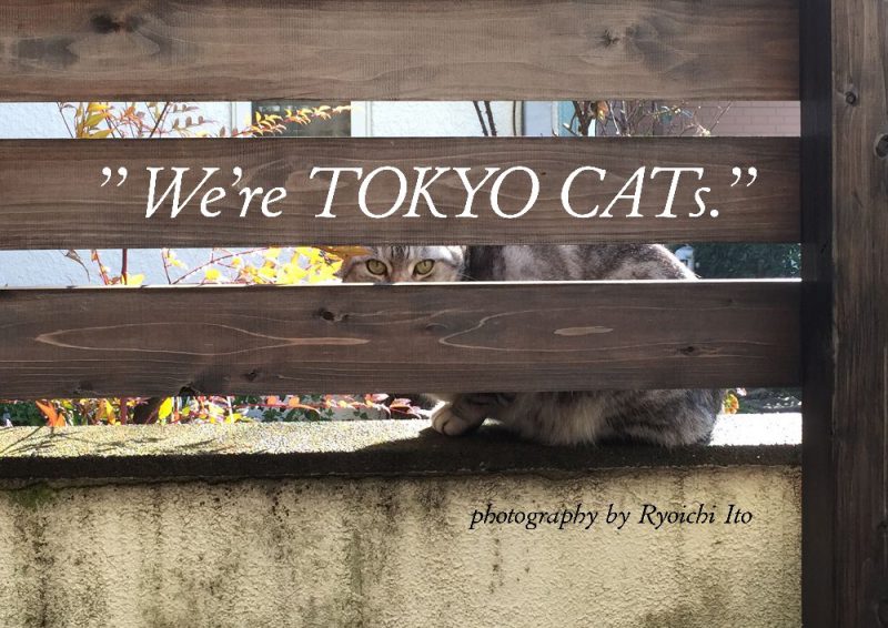 ネコ写真展作品